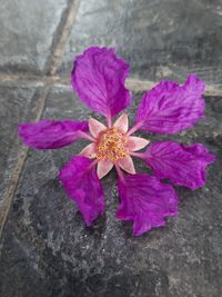 High angle view of pink flowering plant