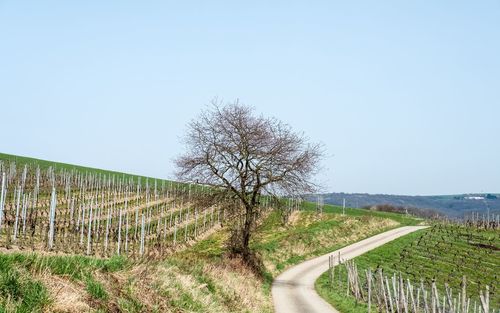 Trees on field against clear sky