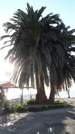 Palm trees by road against sky