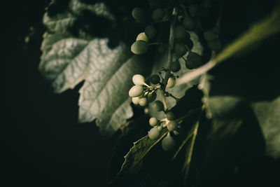 Close-up of grapes growing on plant