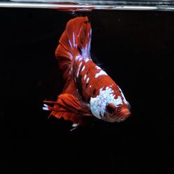 Fish swimming in sea