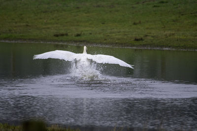 View of bird in lake