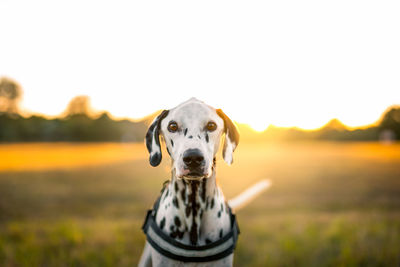 Dog portrait golden hour