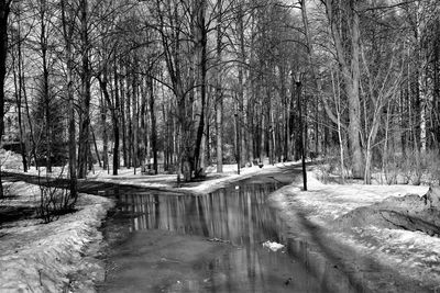 Bare trees in forest during winter