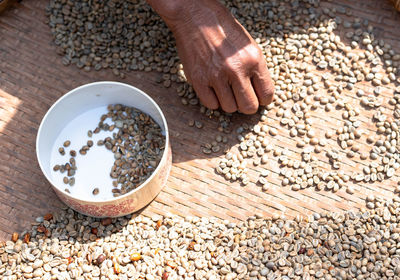 Farmers sort rotten and fresh coffee beans before drying. traditional coffee-making process. 