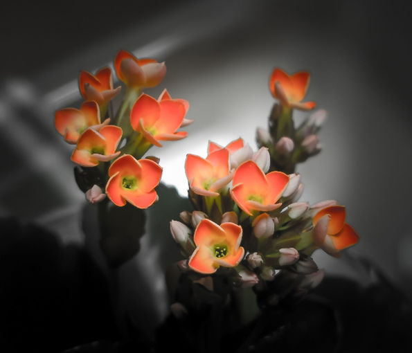 CLOSE-UP OF FLOWERS AND LEAVES