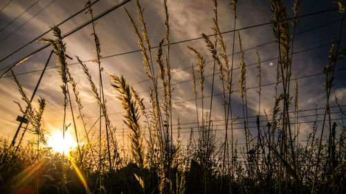 Plants against sky during sunset