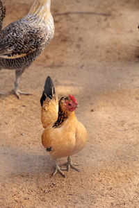 Close-up of duck on field