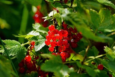 Close-up of red flowers