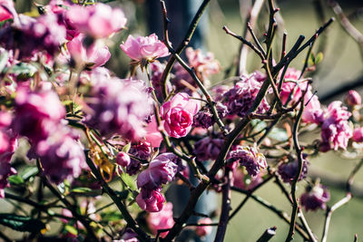 Close-up of roses growing outdoors during sunny day