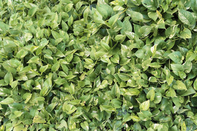 Full frame shot of green leaves