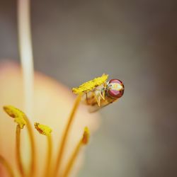 Close-up of insect on yellow pollen