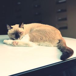 Close-up of cat sleeping