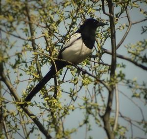 Low angle view of bird perching on tree