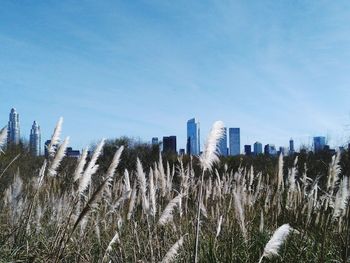 Panoramic view of trees against clear blue sky