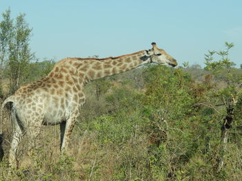 Giraffe on landscape against sky