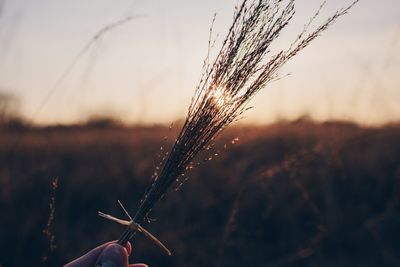 Close-up of wheat growing on field against sky at sunset