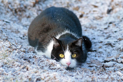 Close-up of cat