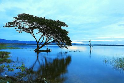 Tree by lake against sky