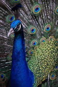 Close-up of peacock displaying its tail feather