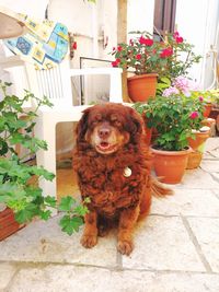 Portrait of a dog in flower pot