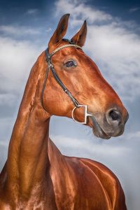 Low angle view of brown horse against cloudy sky