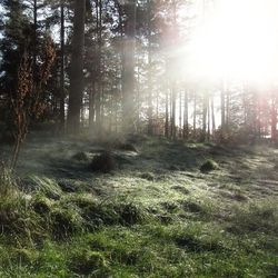 Sun shining through trees in forest