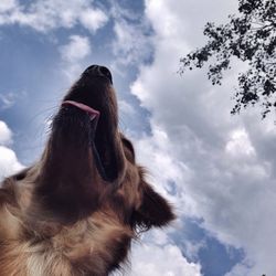 Low angle view of horse against cloudy sky