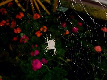 Full frame shot of colorful spider web