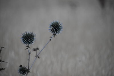 Close-up of wilted plant against white background