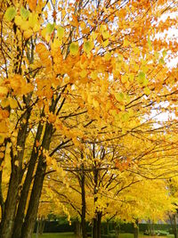 Low angle view of trees