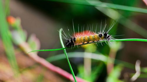 Close-up of insect on leaf