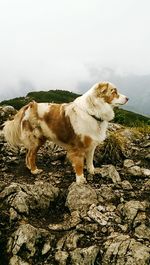 High angle view of golden retriever against sky