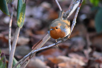 Close-up of bird on plant