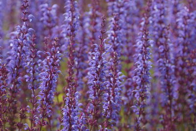 Salvia nemorosa, also known as woodland sage or balkan clary