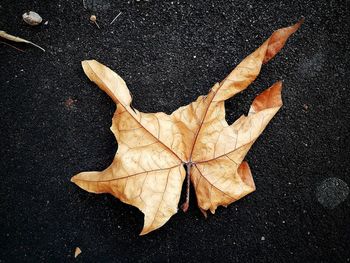 High angle view of maple leaf on street