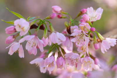 Close-up of insect on pink flowering plant