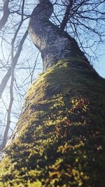 Low angle view of trees in forest against sky