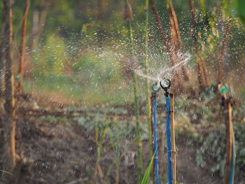 Close-up of water sprinklers on agricultural field