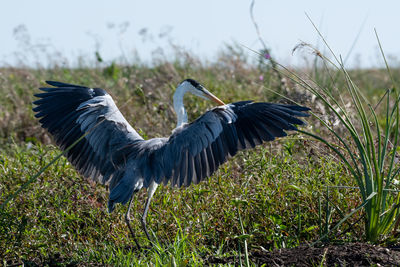 High angle view of gray heron on field