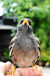 Close-up of hand holding bird