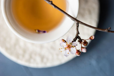 Cherry blossom over herbal tea on table