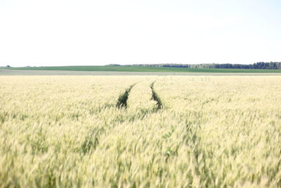 Hay bales on field against clear sky