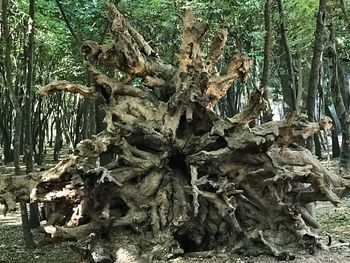 Close-up of tree trunk in forest