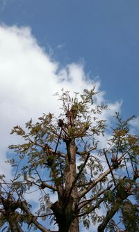 Low angle view of trees against sky