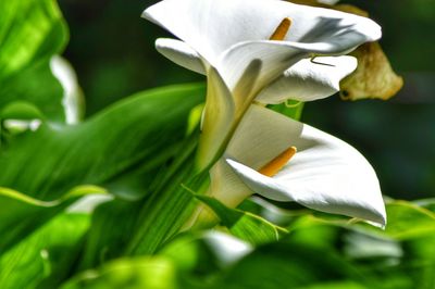 Close-up of fresh calla lily flowers blooming in garden