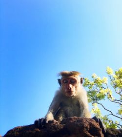 Low angle view of monkey on rock against clear blue sky