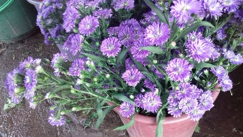 Close-up of purple flowers blooming outdoors