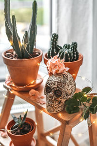 Close-up of succulent plant on table at home