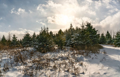 Trees on snow covered field against sky